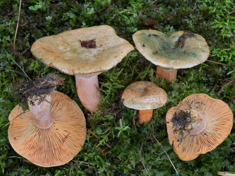 Lactarius deterrimus